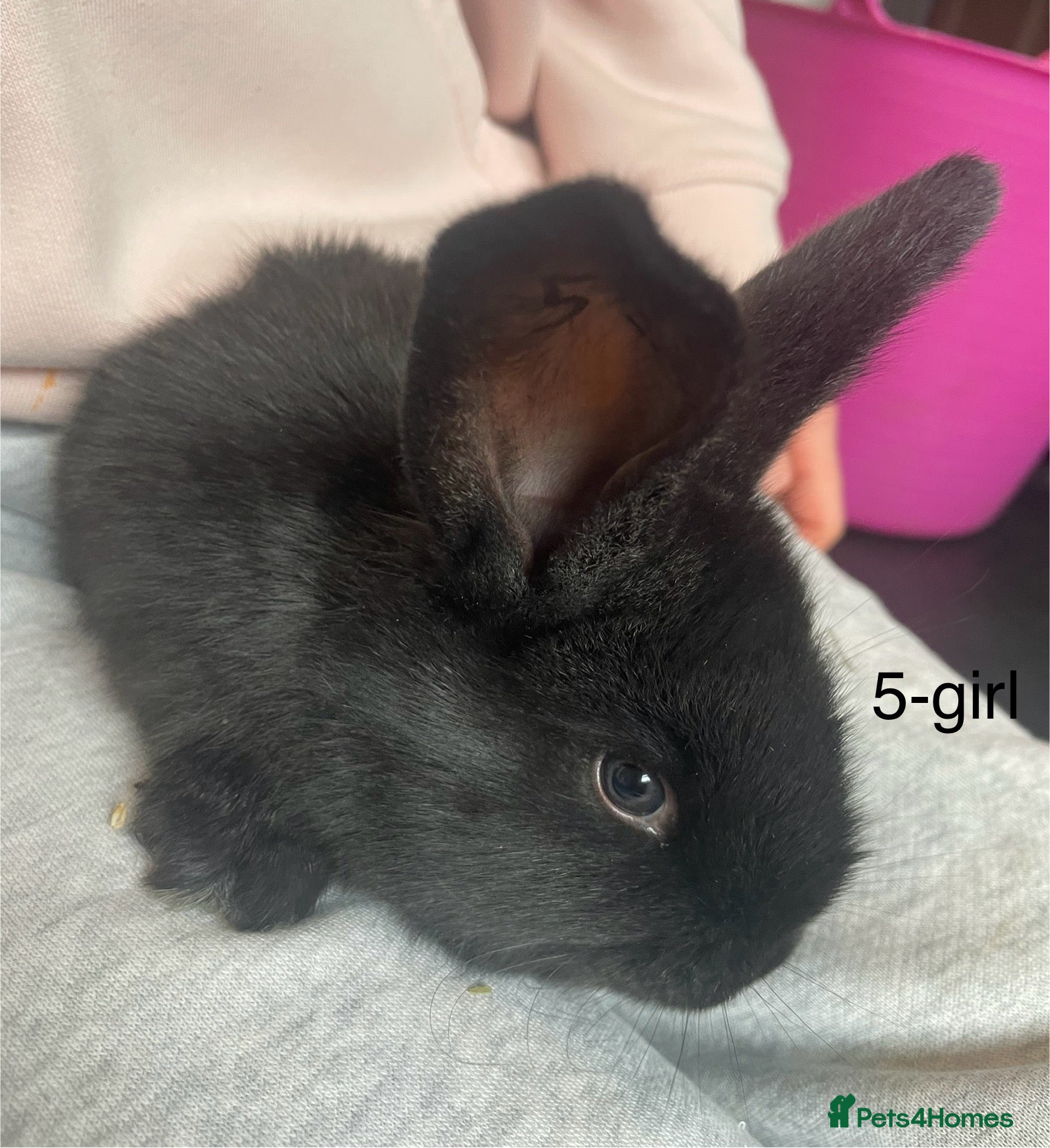 Continental Giant rabbits 💙new litter of pure bred continental giant 💙 - Advert 2