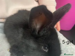 Continental Giant rabbits 💙new litter of pure bred continental giant 💙 - Advert 2