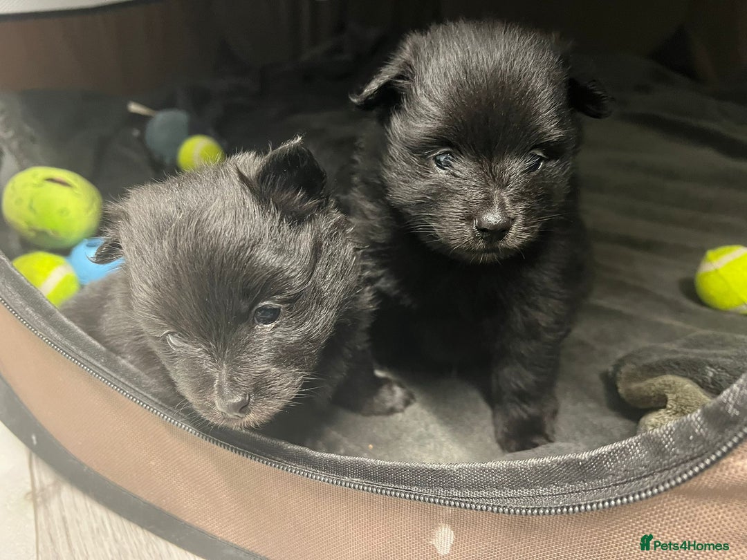 Pomeranian dogs for sale: Beautiful litter of 3 black pomeranian pups.  - Image 7