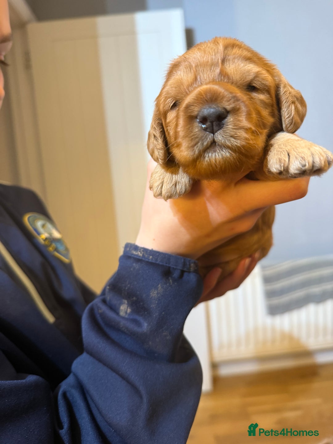 Cockapoo dogs for sale: Beautiful Cockapoo puppies - Advert 11