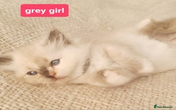 Ragdoll cats for sale: Pure ragdoll kittens READY NOW!! - Image 25