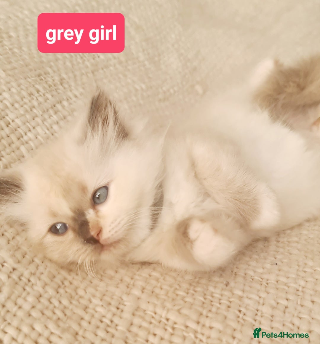 Ragdoll cats for sale: Pure ragdoll kittens READY NOW!! - Image 25
