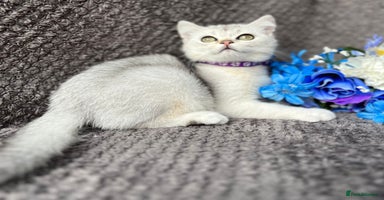 British Shorthair cats - Advert 9