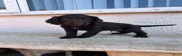 Cocker Spaniel dogs for sale: Beauitful puppies for sale  - Advert 2