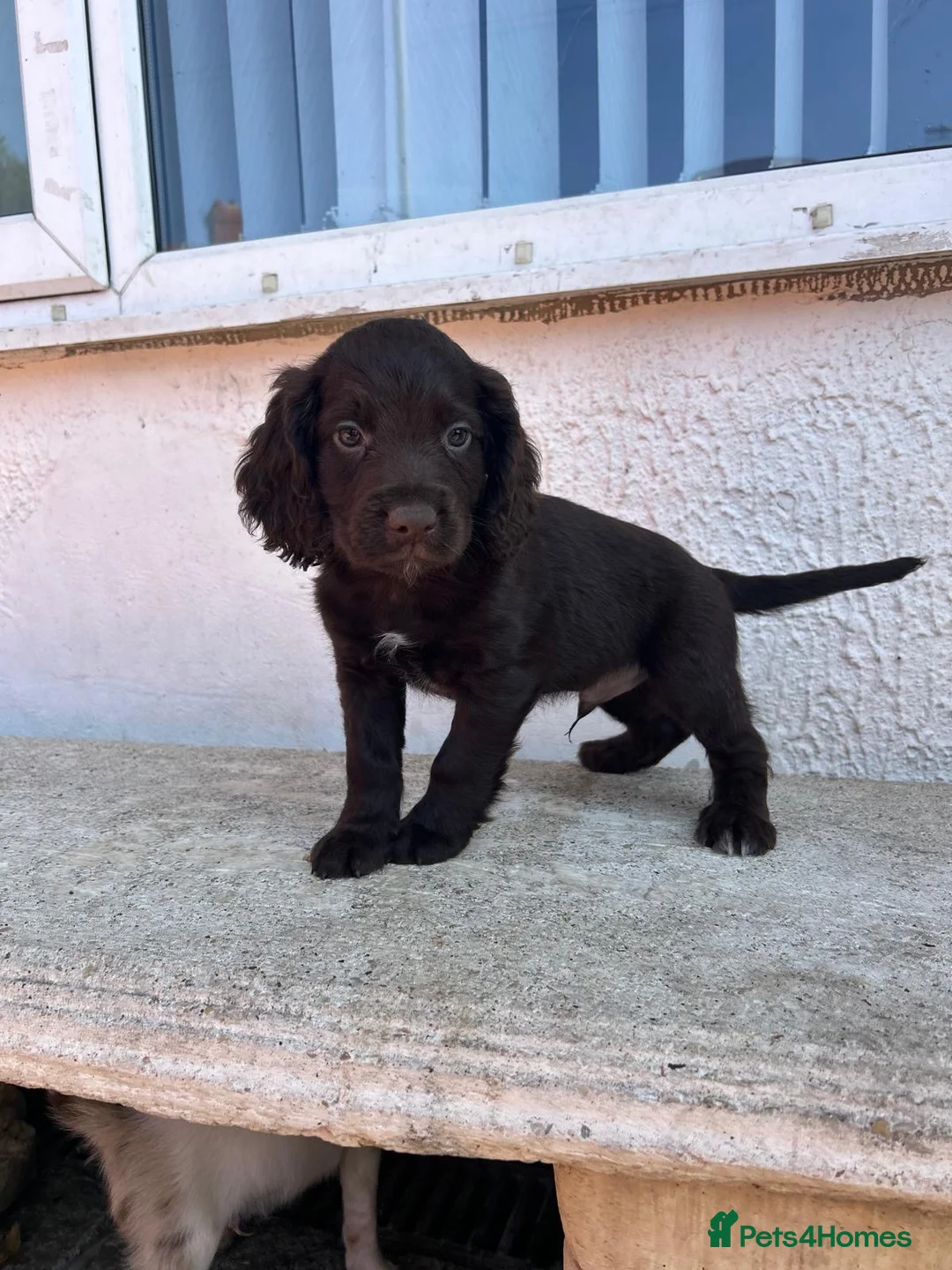 Cocker Spaniel dogs for sale: Beauitful puppies for sale  - Advert 2
