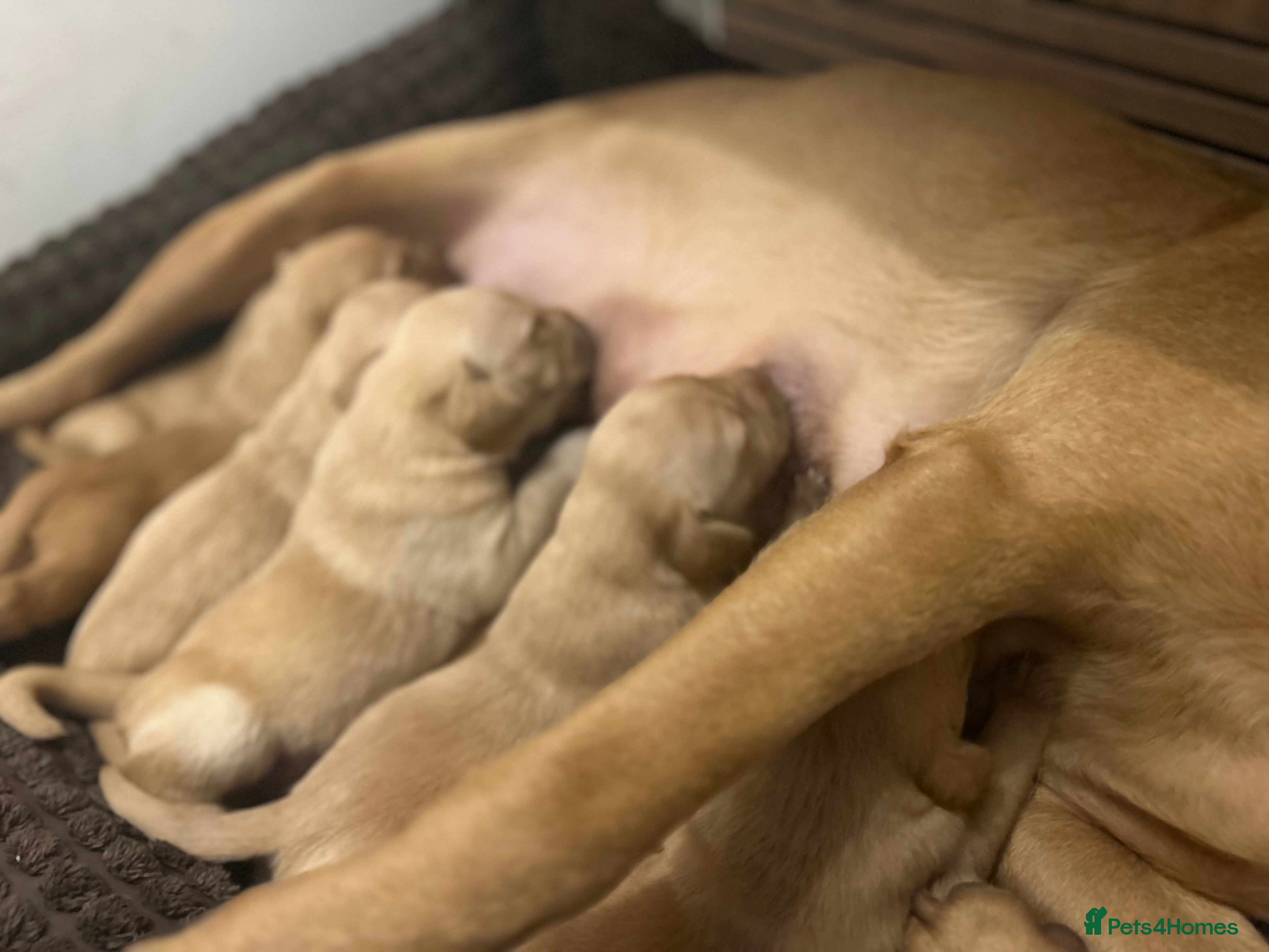 Labrador Retriever dogs Kennel club registered Labrador puppies  - Advert 12