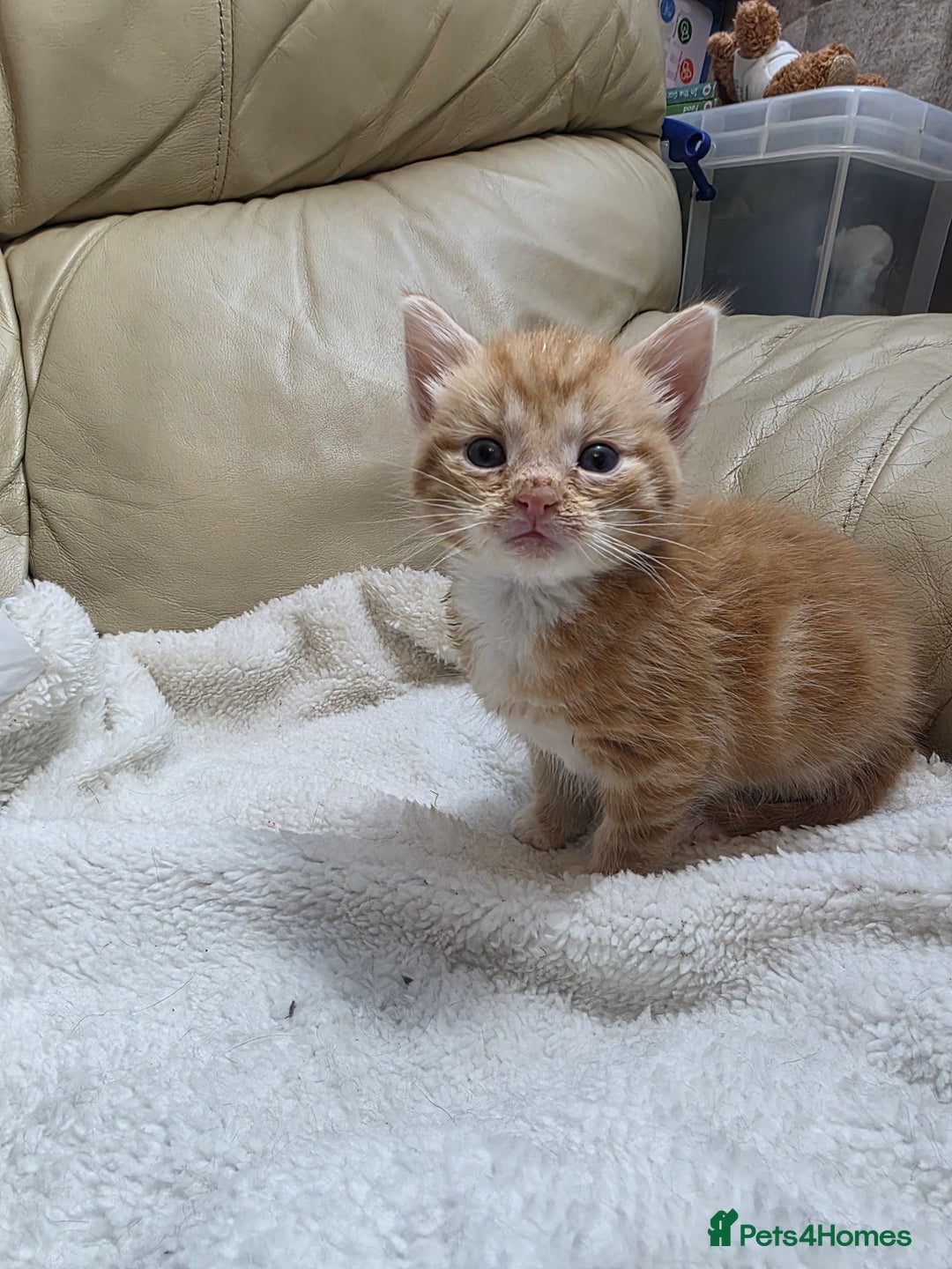 British Shorthair cats for sale: Rare ginger females. 1 male. British shorthair - Advert 15