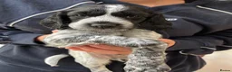 Cocker Spaniel dogs for sale: Two beautiful blue roan puppies available  in Evesham - Advert 3