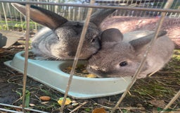 Netherland Dwarf rabbits for sale: 2 female rabbits must be kept together! - Advert 4
