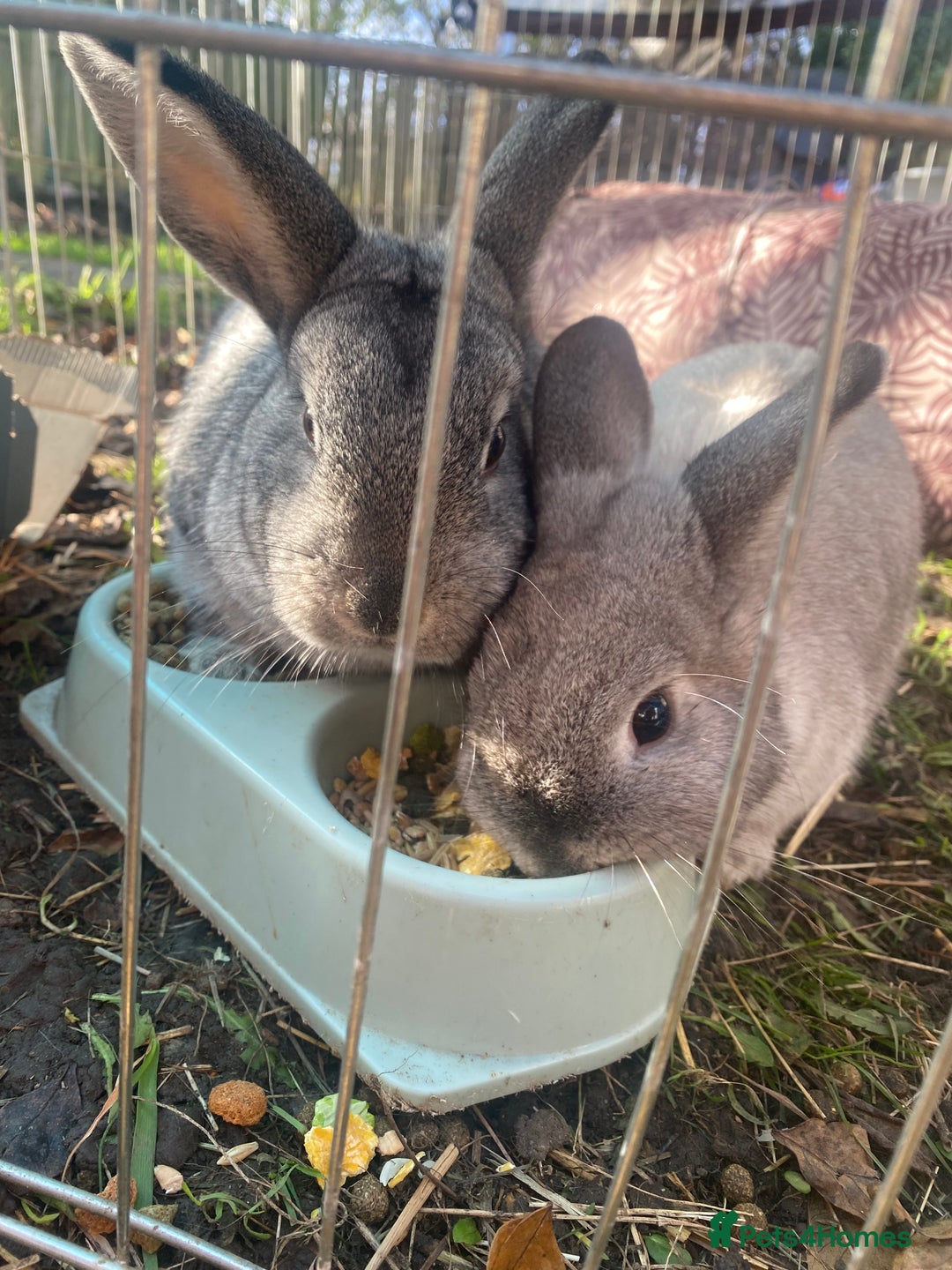 Netherland Dwarf rabbits for sale: 2 female rabbits must be kept together! - Advert 4