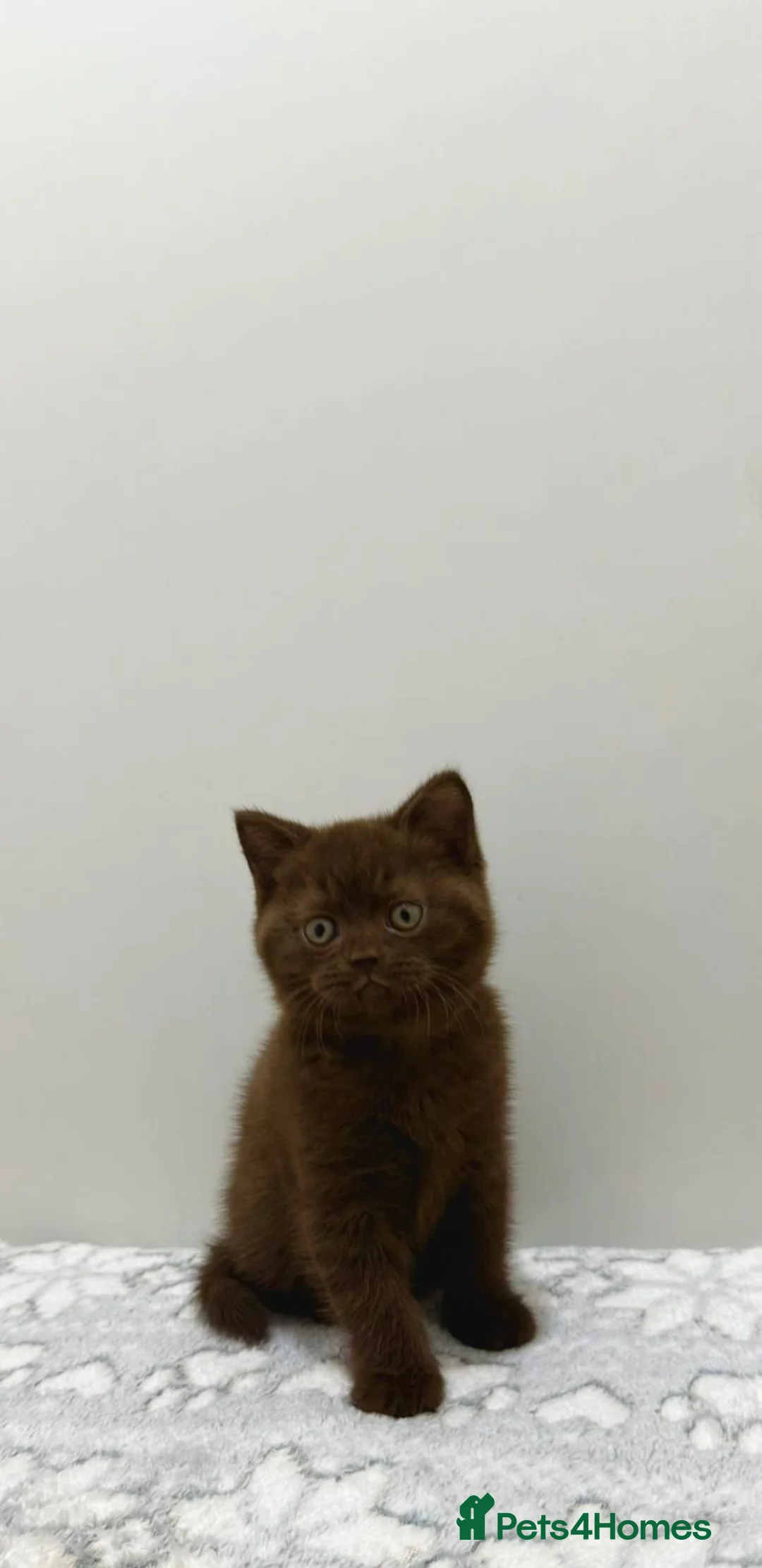 British Shorthair cats for sale: Gccf Chocolate & lilac British shorthair kittens  - Advert 2