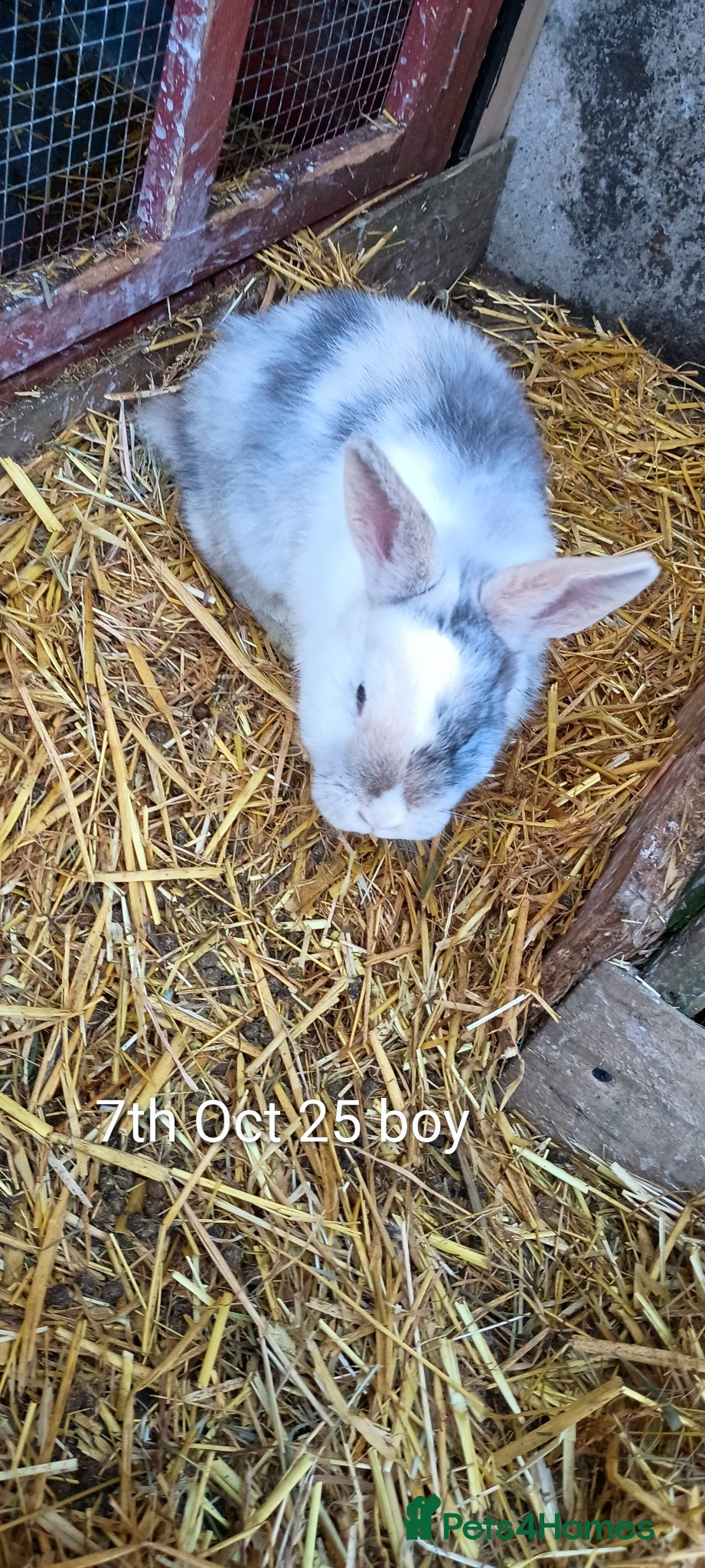 Mixed Breed rabbits Beautiful boys  - Advert 9