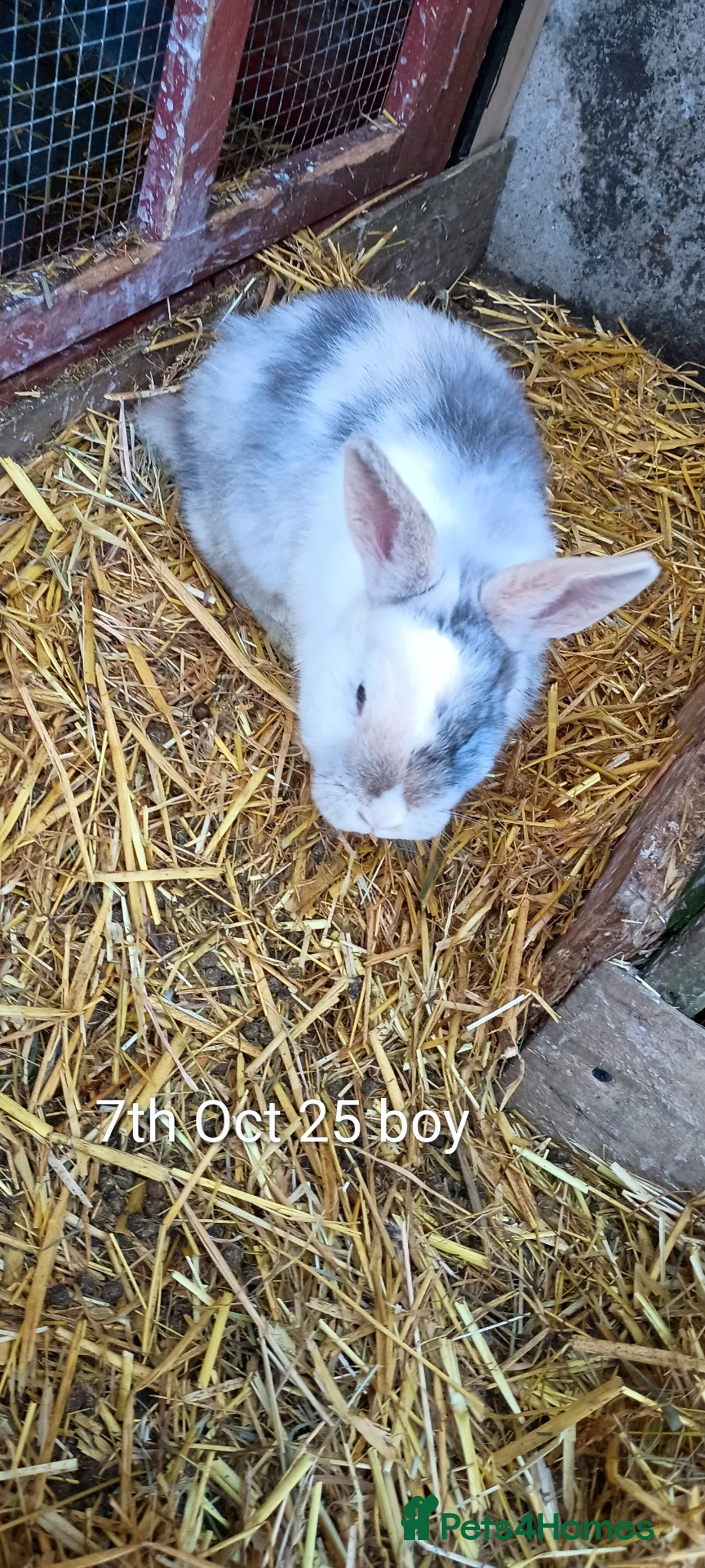 Mixed Breed rabbits for sale: Beautiful boys  in Tenterden - Advert 1