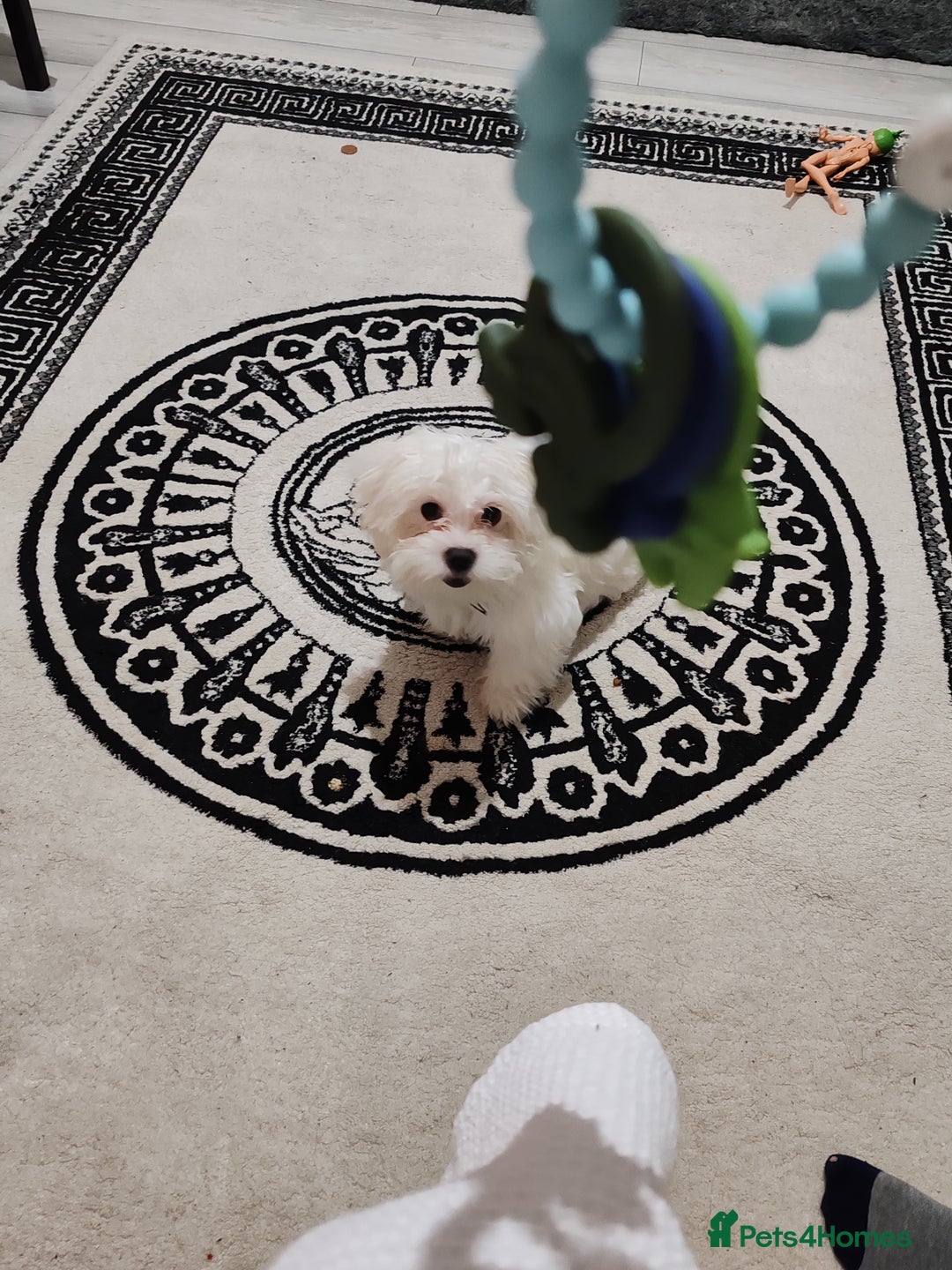 Bichon Frise dogs for sale: Maltese Bichon ready for a new home - Advert 2