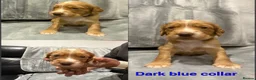 Cocker Spaniel dogs for sale: 6 stunning working cocker spaniels  - Advert 9