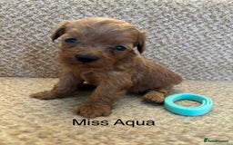 Cavapoo dogs for sale: X6 Stunning F1B Cavapoo puppies available  - Image 6