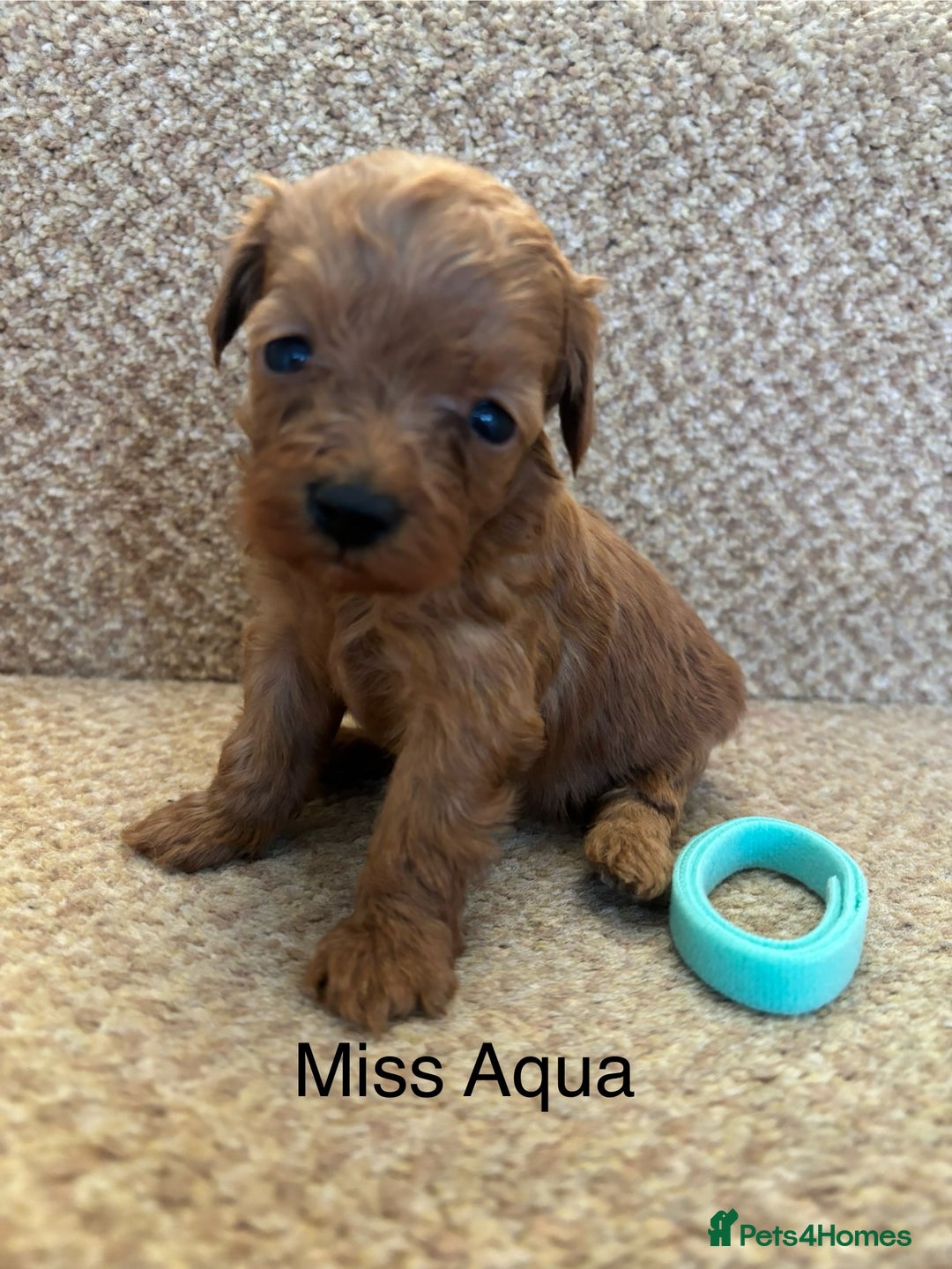 Cavapoo dogs for sale: X6 Stunning F1B Cavapoo puppies available  - Image 6