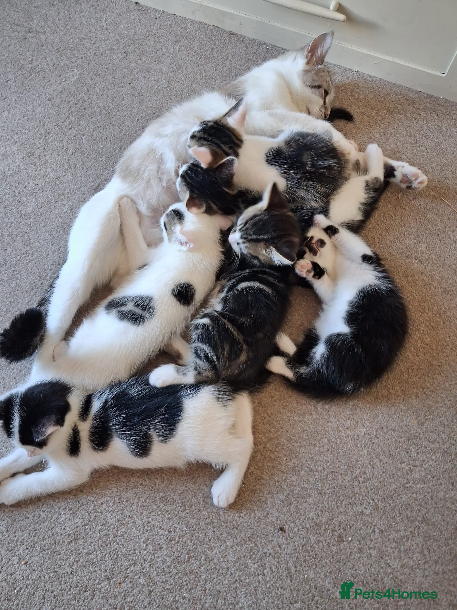 Mixed Breed cats Kittens looking for new home - Advert 1