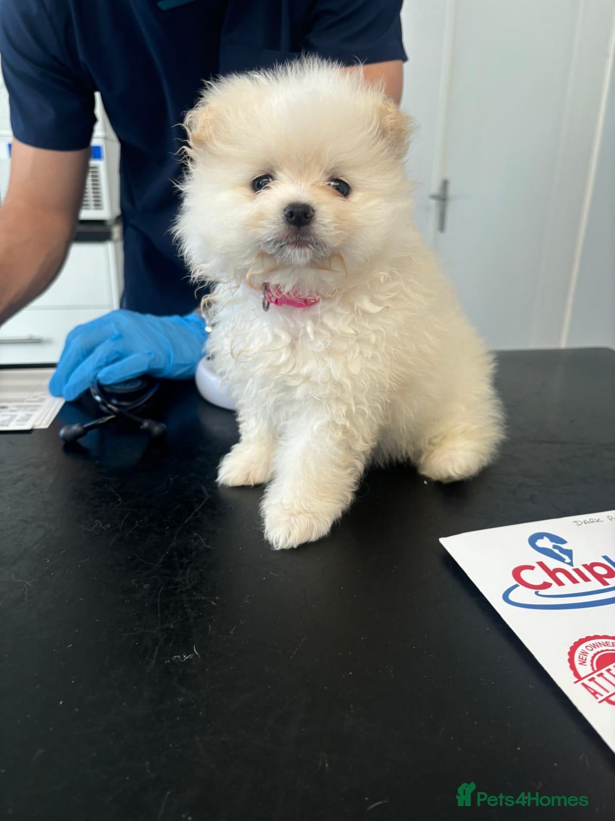 Pomeranian dogs Pomeranian puppys teddy face xs🐶pure pedigree  - Advert 2