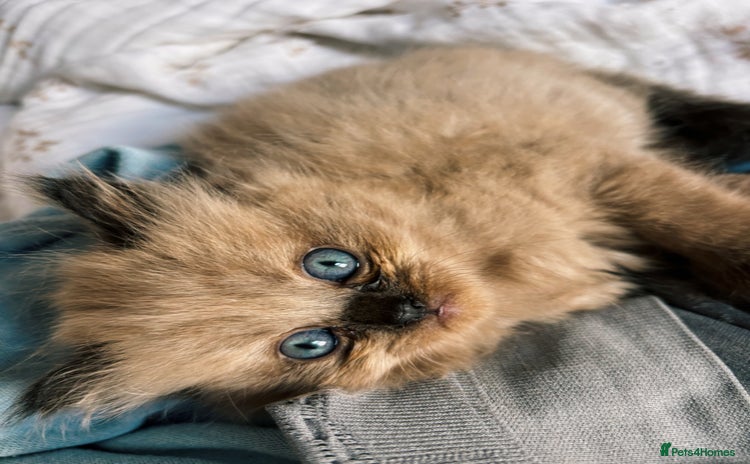 Perdoll cats - Advert 1
