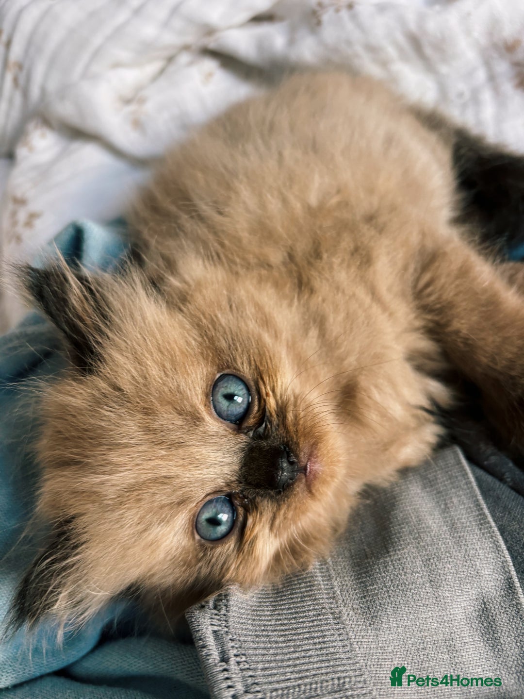 Perdoll cats for sale: Luxury Perdoll Kitten READY NOW  - Advert 6