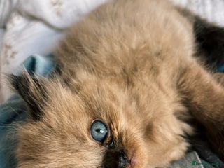 Perdoll cats - Advert 1