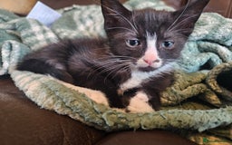 Mixed Breed cats for sale: 4 kittens looking for forever homes - Image 7