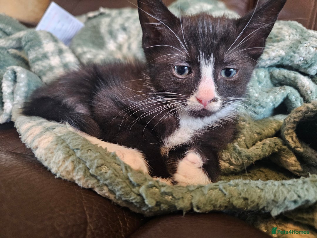 Mixed Breed cats for sale: 4 kittens looking for forever homes - Image 7