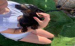 Dachshund dogs for sale: Two beautiful sisters miniature dachshunds  - Image 10