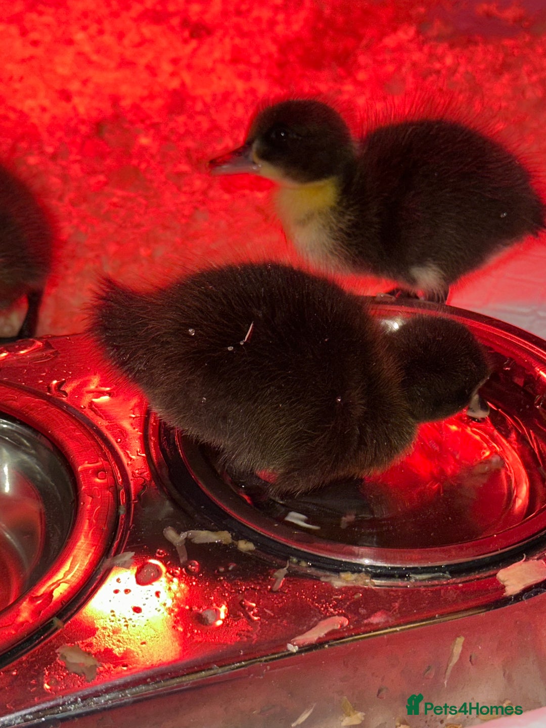 Ducks poultry for sale: Ducks for sale  - Advert 6