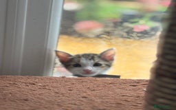 Mixed Breed cats for sale: Stunning litter of 7 kittens - Image 18