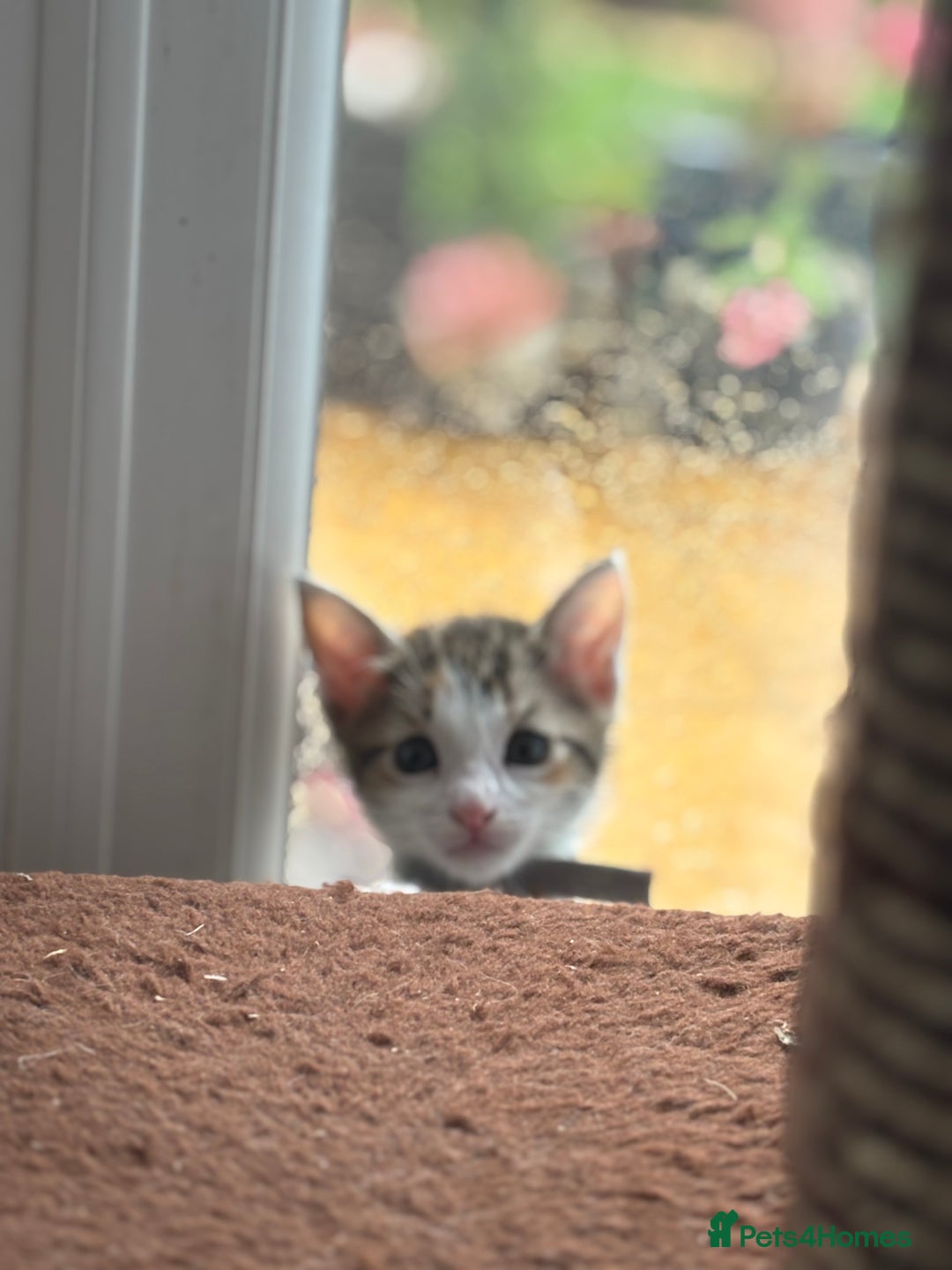 Mixed Breed cats for sale: Stunning litter of 7 kittens - Image 18