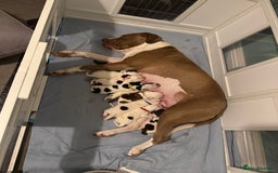Mixed Breed dogs for sale: Litter of 9 healthy pups  - Image 4