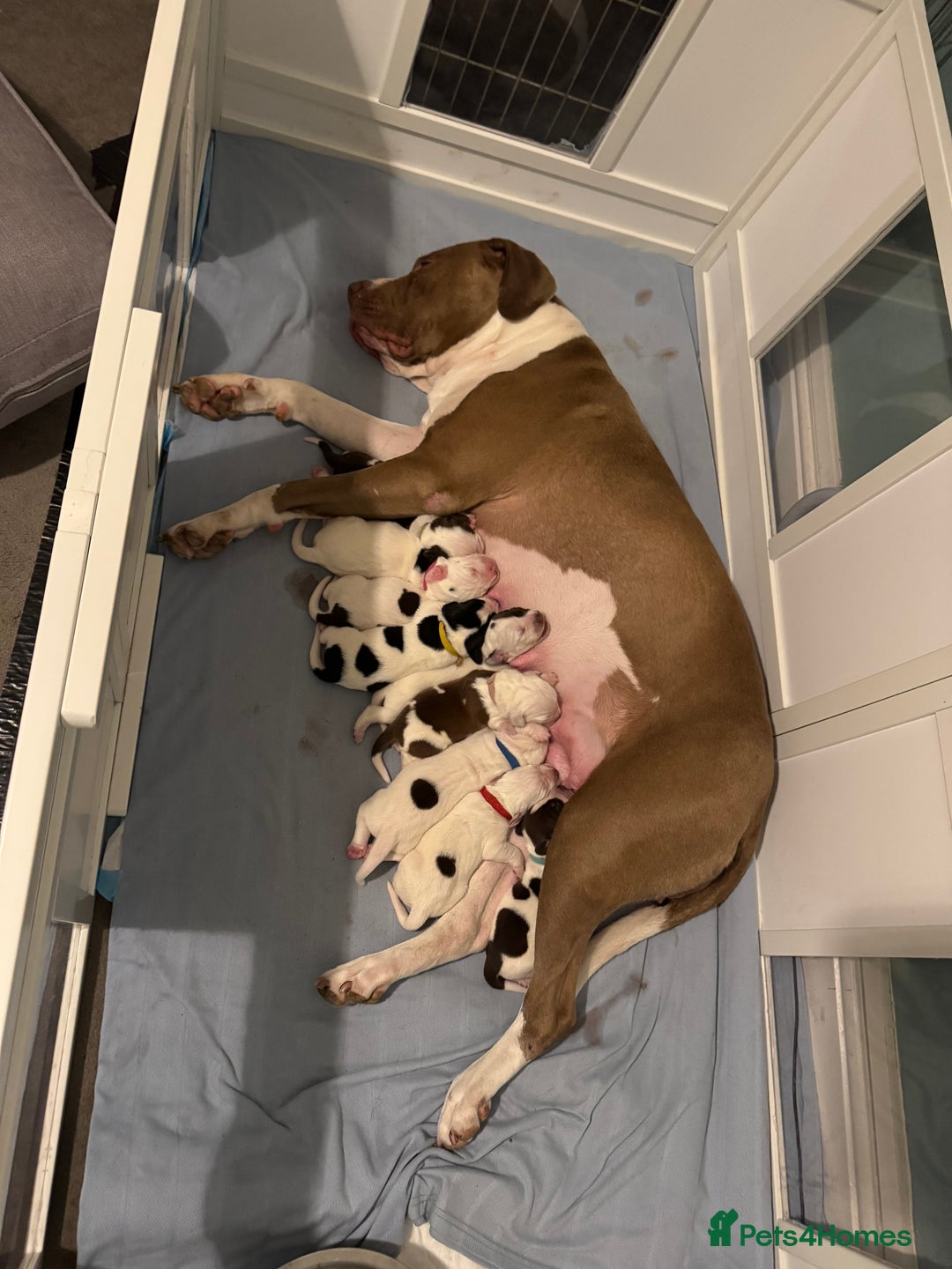Mixed Breed dogs for sale: Litter of 9 healthy pups  - Image 4