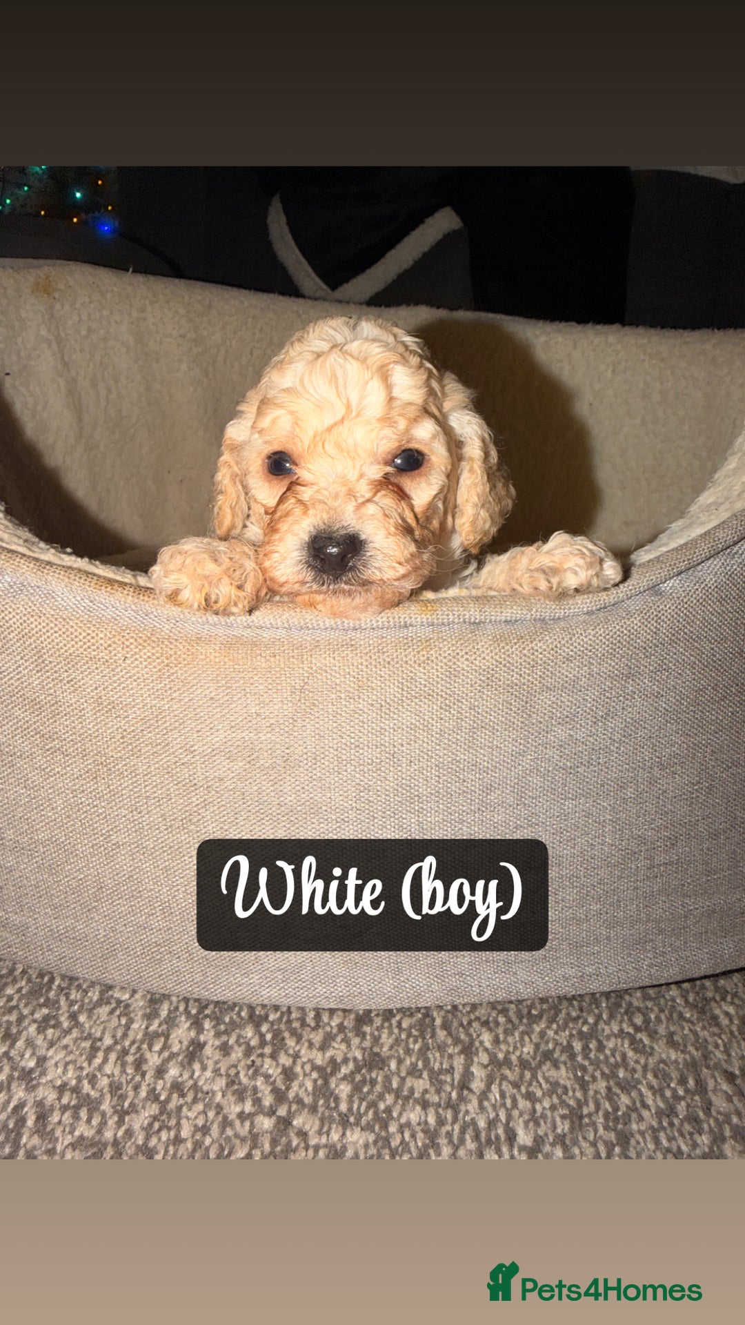 Cockapoo dogs for sale: F2 Toy cockapoo - Advert 5