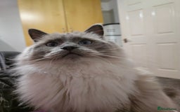 Ragdoll cats for sale: Ragdoll for sale  - Image 7
