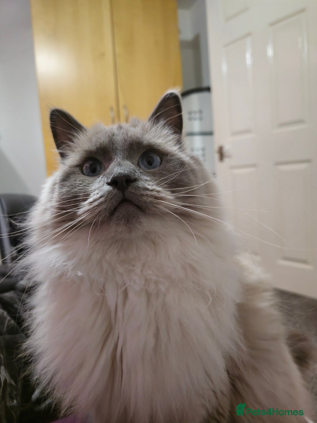 Ragdoll cats for sale: Ragdoll for sale  - Image 7