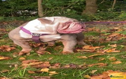 Olde English Bulldogge dogs for stud: Hip and Elbow Scored Bullguards Diego @ MCR Oldies in Bury - Image 2