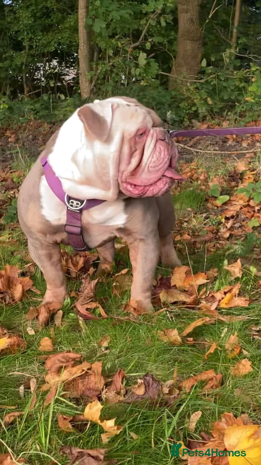 Olde English Bulldogge dogs for stud: Hip and Elbow Scored Bullguards Diego @ MCR Oldies in Bury - Advert 2