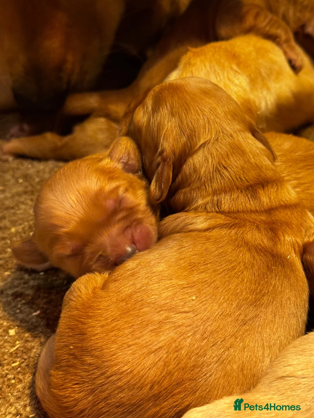 Mini Goldendoodle dogs for sale: 7 beautiful goldendoodles  - Advert 1