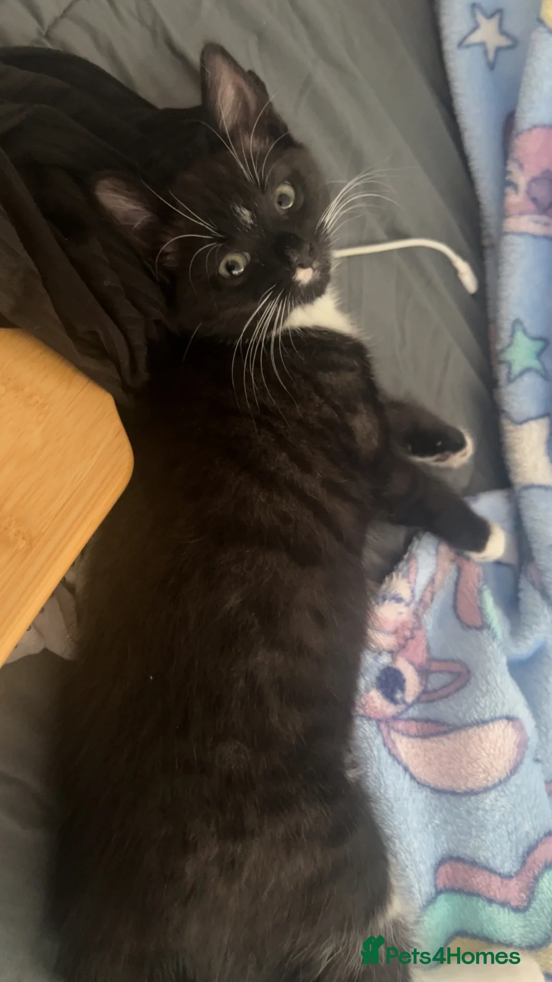 Mixed Breed cats for sale: Kitten - Advert 6