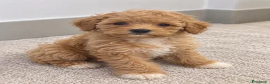 Maltipoo 1