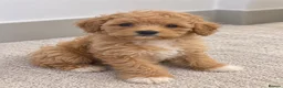 Maltipoo dogs for sale: 💫⭐️💥Beautiful Asian Maltipoo puppies💫⭐️💥 - Advert 10