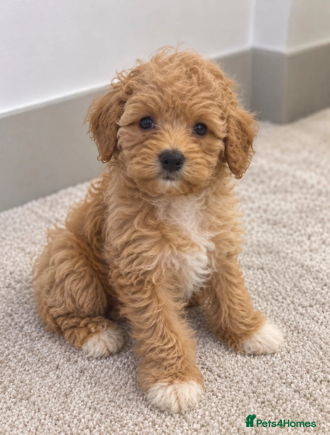Maltipoo dogs for sale: 💫⭐️💥Beautiful Asian Maltipoo puppies💫⭐️💥 - Advert 10