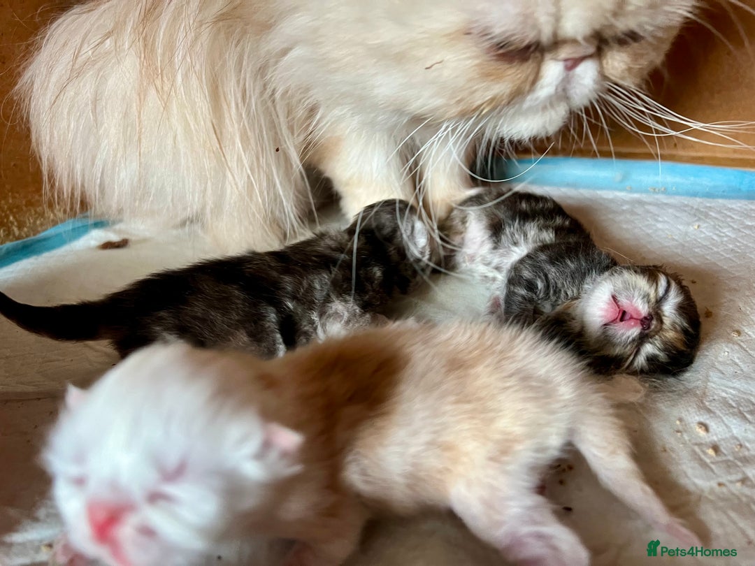 Persian cats for sale: GCCF Active - Show/Breed Quality Persian Females - Advert 11