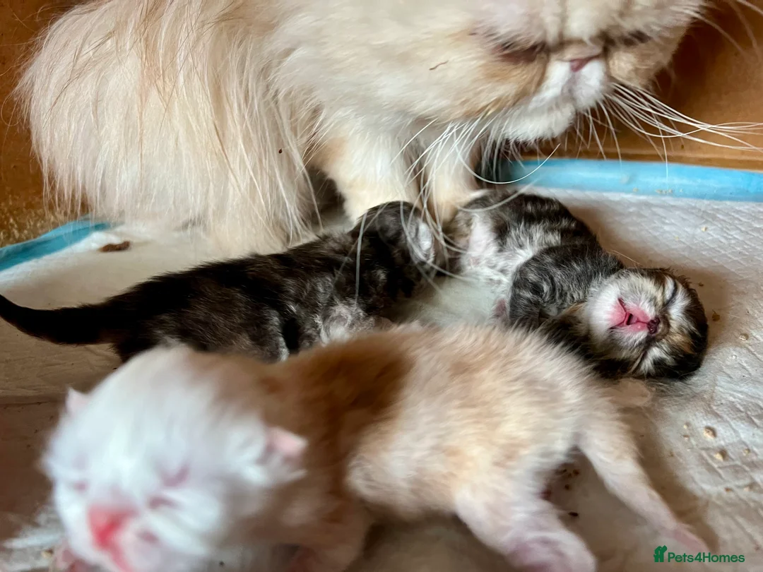 Persian cats for sale: KITTEN RESERVED, PLEASE SEE OUR OTHER KITTENS/CATS - Advert 6