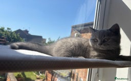 British Shorthair cats for stud: Cat for stunning in Rugby - Image 13