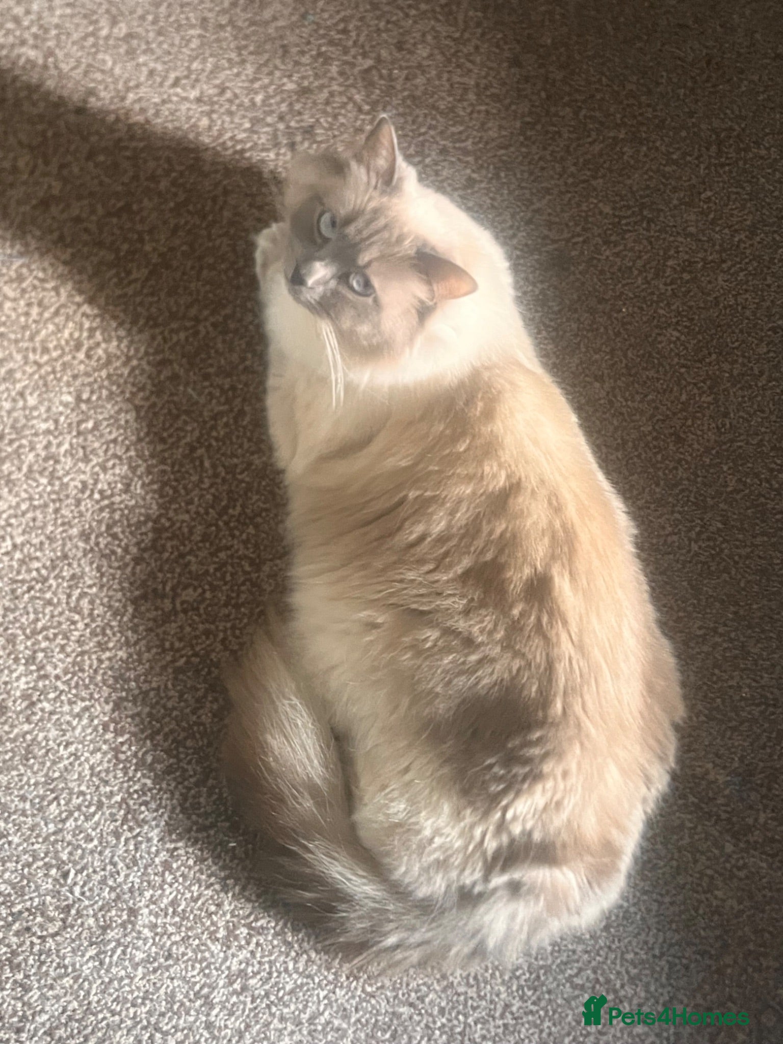 Ragdoll cats Beautiful Ragdoll_type male kittens - Advert 6