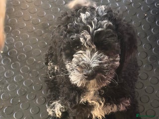 Mixed Breed dogs 🐾Last few remaining merle f3 Cockapoos 🐾🐾 - Advert 15