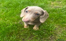 Miniature Dachshund dogs for sale: Ready now! KC Miniature Dachshund Puppies  - Image 7